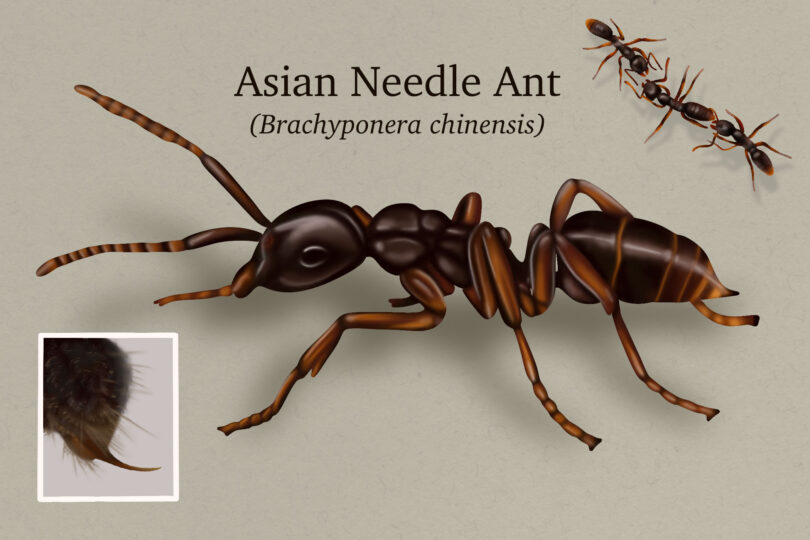 Asian Needle Ants